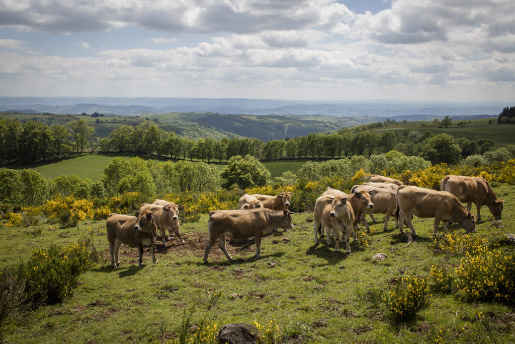paysage vaches Aubrac